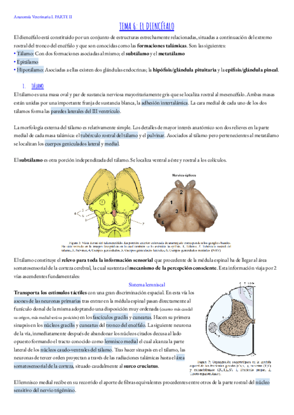 Miniatura del documento TEMA-6P.-Anato.Vet.I.pdf