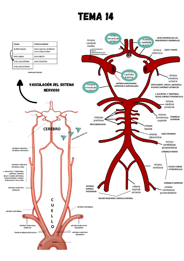 Miniatura del documento TEMA-14-VASCULACION-DEL-SISTEMA-NERVIOSO.pdf.pdf
