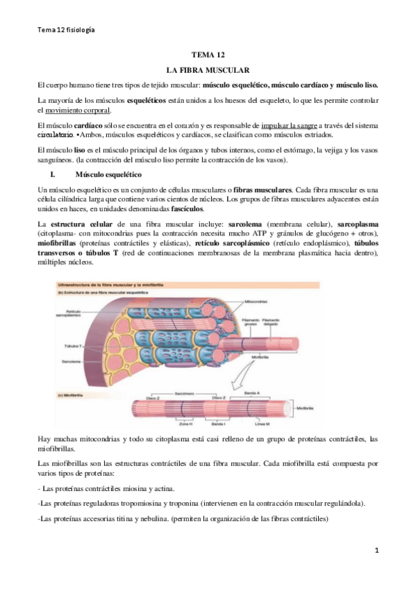 Miniatura del documento TEMA-12-fisiologia-completo.pdf