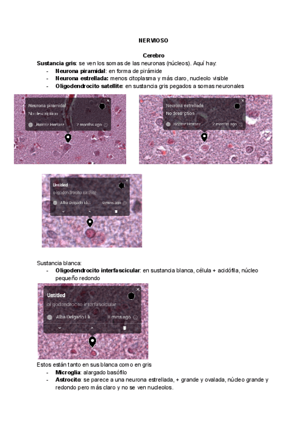 Miniatura del documento Practicas 2 cuatri - sistema nervioso.pdf