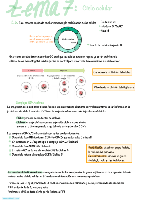 Miniatura del documento tema-7.pdf