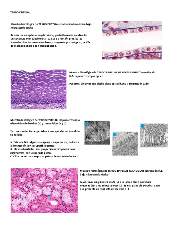 Miniatura del documento Seminario-tejido-epitelial.pdf