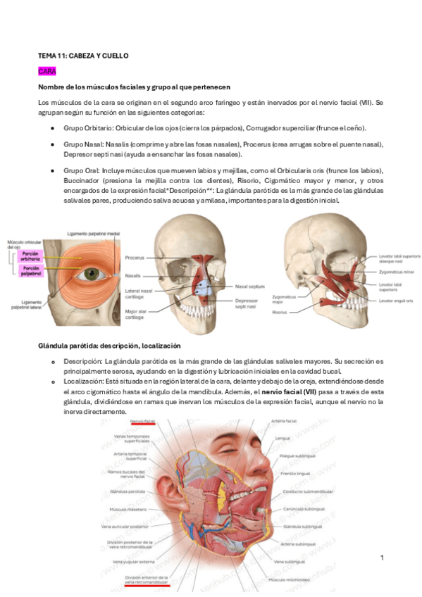 Miniatura del documento Tema-11.pdf