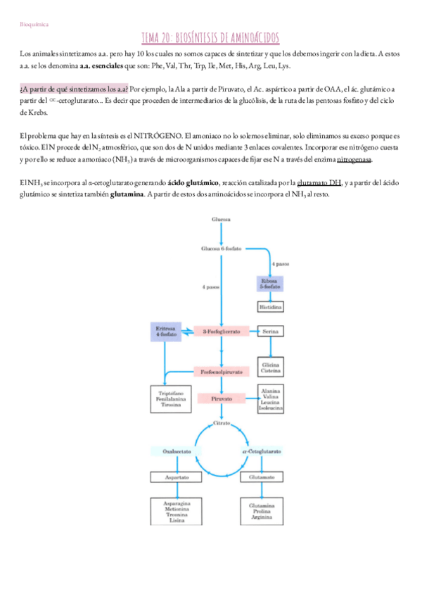 Miniatura del documento Tema-20.-Bioquimica.pdf
