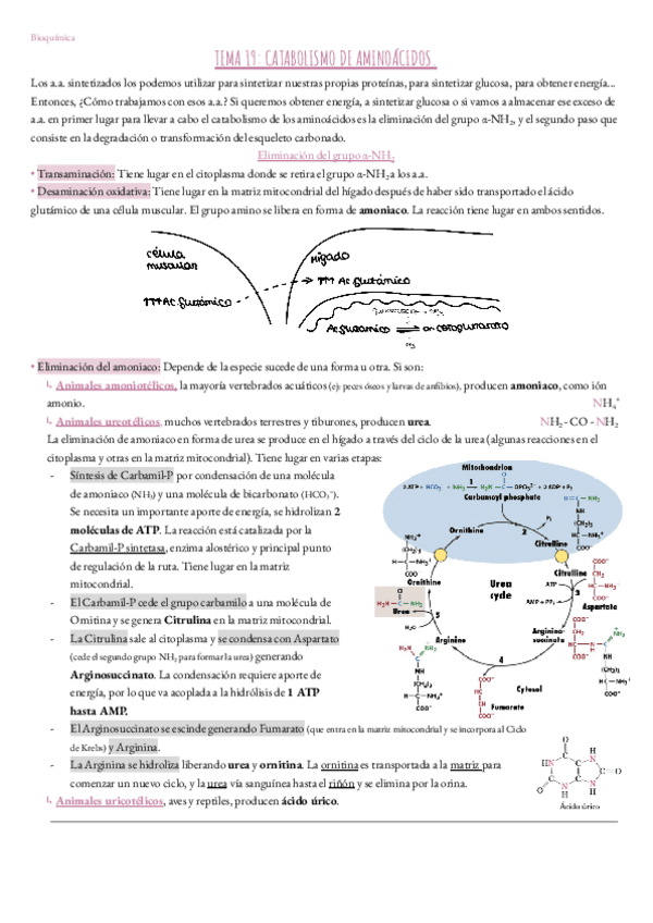 Miniatura del documento Tema-19.-Bioquimica.pdf