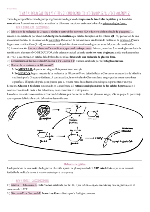 Miniatura del documento Tema-12.-Bioquimica.pdf