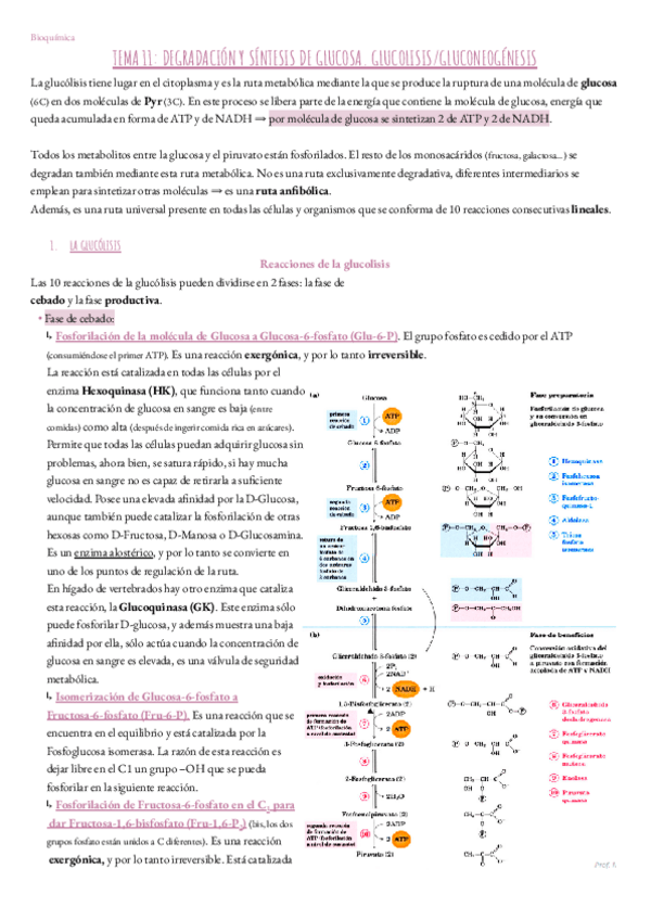 Miniatura del documento Tema-11.-Bioquimica.pdf