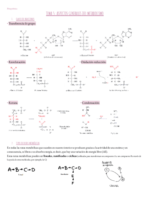 Miniatura del documento Tema-5.-Bioquimica.pdf