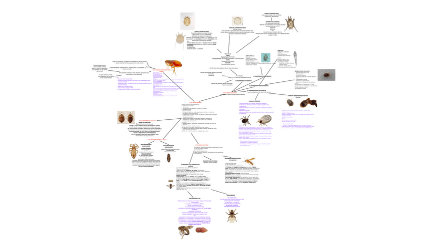 Miniatura del documento ARTROPODOS-MAPA-MENTAL-FOTOS-Y-EXPLICACION.pdf