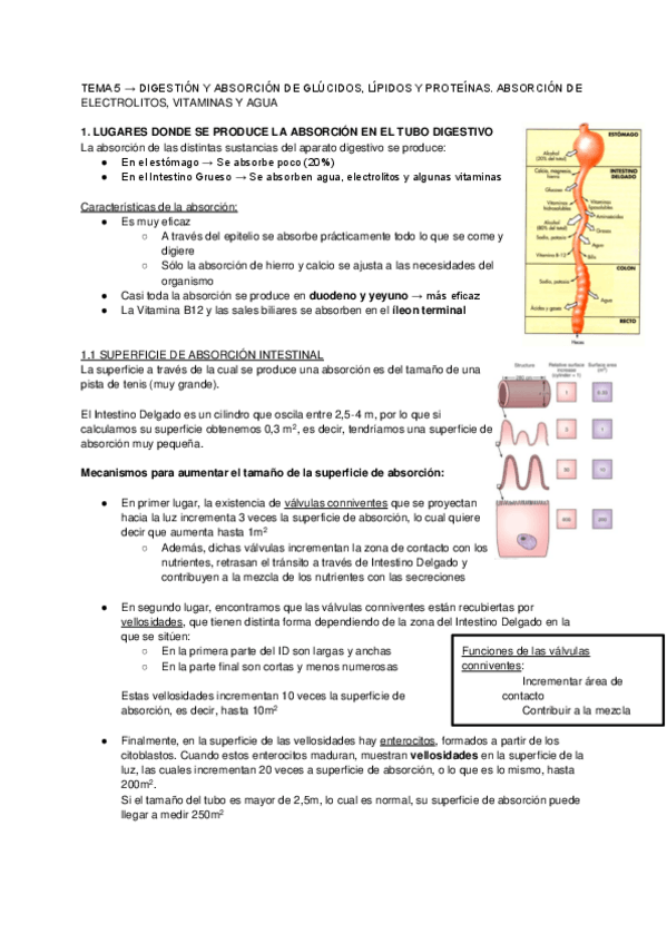 Miniatura del documento TEMA 5 → DIGESTIÓN Y ABSORCIÓN DE GLÚCIDOS- LÍPIDOS Y PROTEÍNAS.pdf