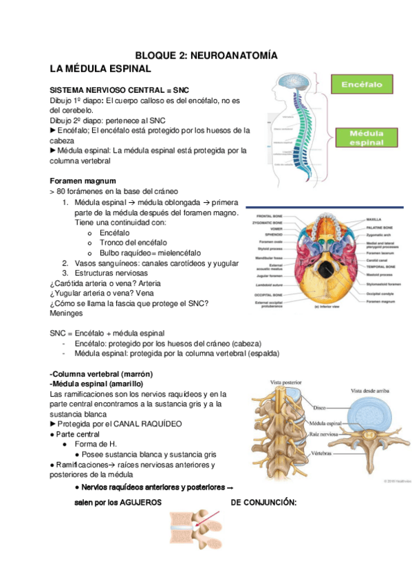 Miniatura del documento Parte-2.-Medula-espinal.pdf