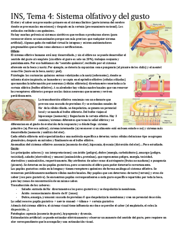 Miniatura del documento Tema4SistemaOlfativoyGusto.pdf