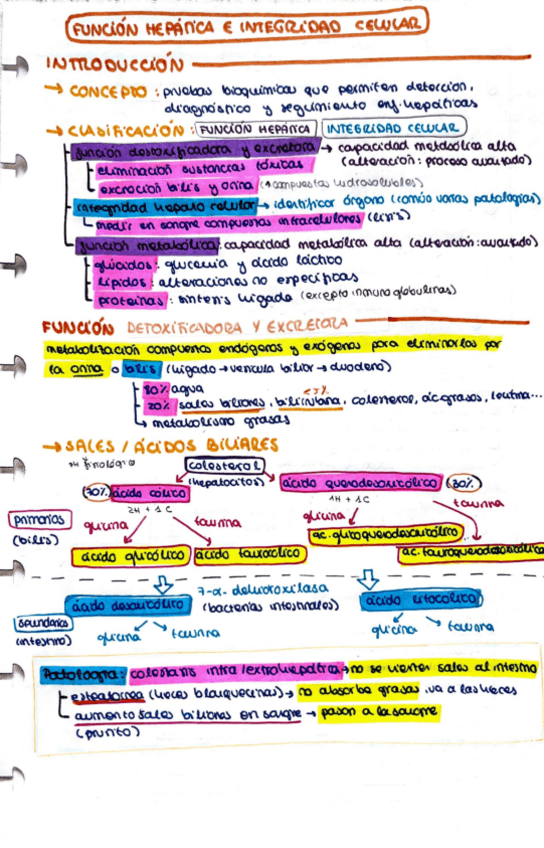 Miniatura del documento Funcion-hepatica.pdf