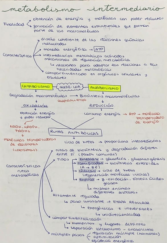 Miniatura del documento Metabolismo-intermediario.pdf