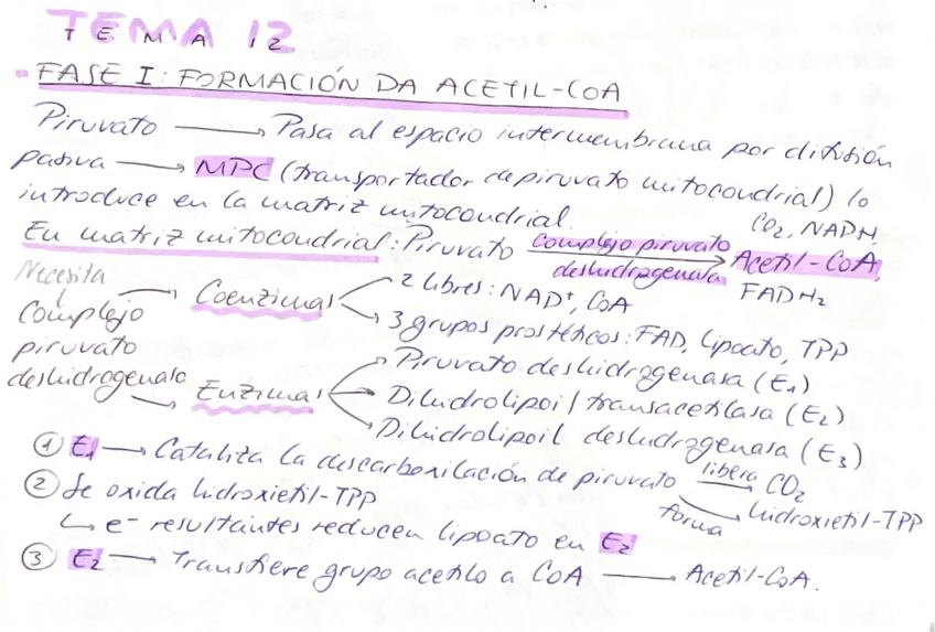 Miniatura del documento Bioquimica-tema-12.pdf
