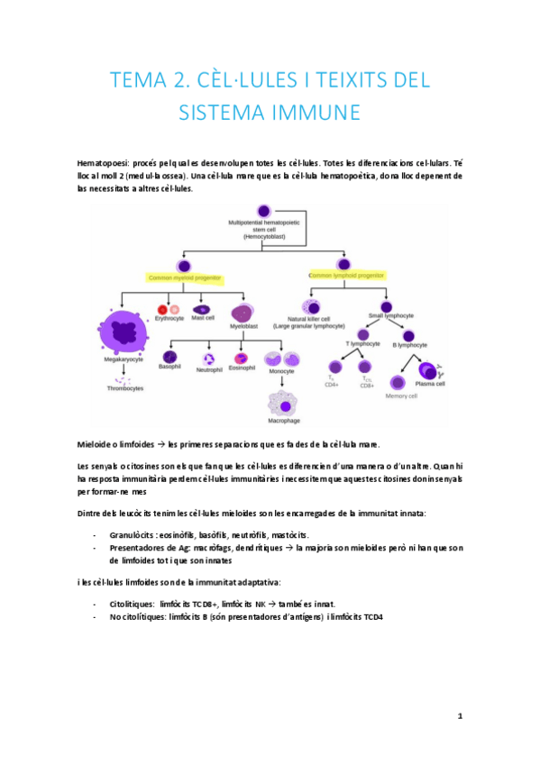 Miniatura del documento Tema-2.-Cellules-i-teixits-del-sistema-immune.pdf