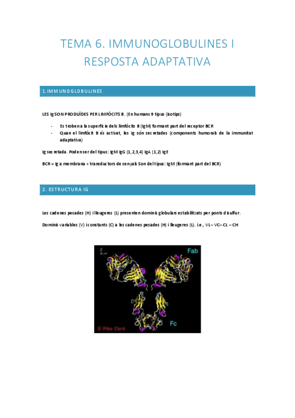 Miniatura del documento Tema-6.-Immunoglobulines-i-resposta-adaptativa.pdf
