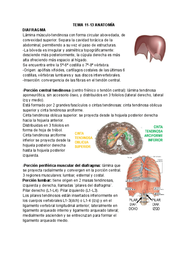 Miniatura del documento T11-13-ANATOMIA.pdf