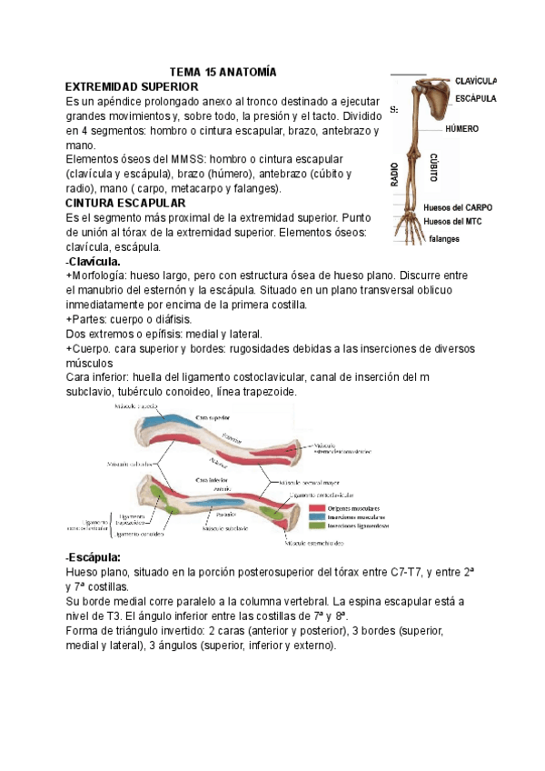 Miniatura del documento T15-ANATOMIA.pdf