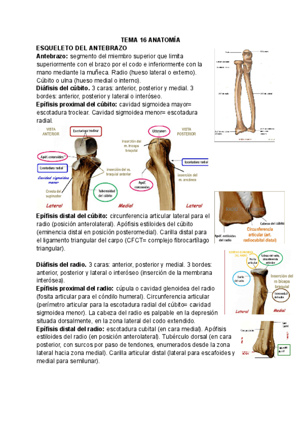 Miniatura del documento T16-ANATOMIA.pdf