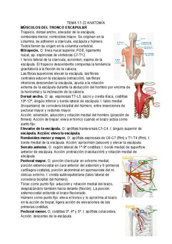 Miniatura del documento T17-22-ANATOMIA.pdf