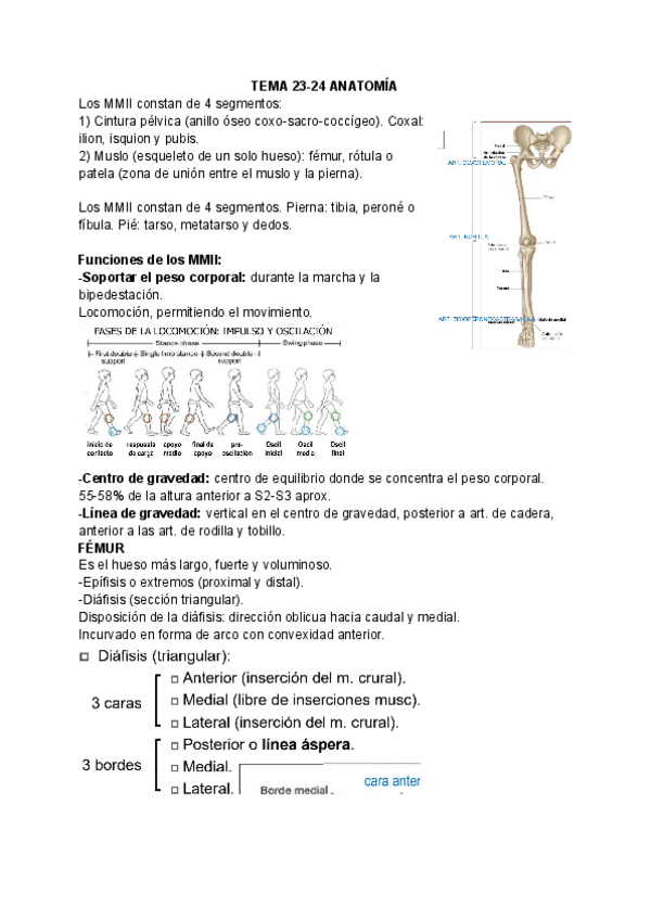 Miniatura del documento T23-24-ANATOMIA.pdf