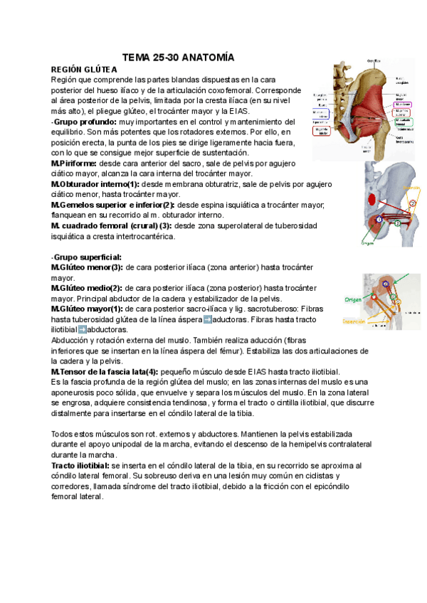 Miniatura del documento T25-30-ANATOMIA.pdf
