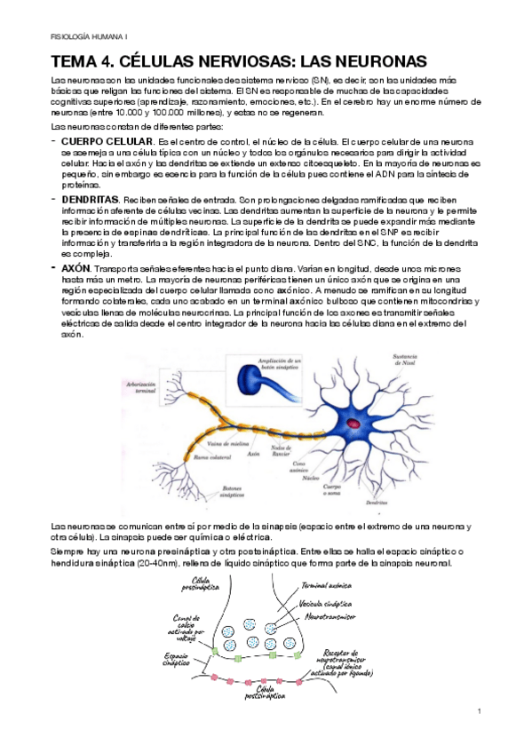 Miniatura del documento TEMA-4.-CELULAS-NERVIOSAS-LAS-NEURONAS-1.pdf