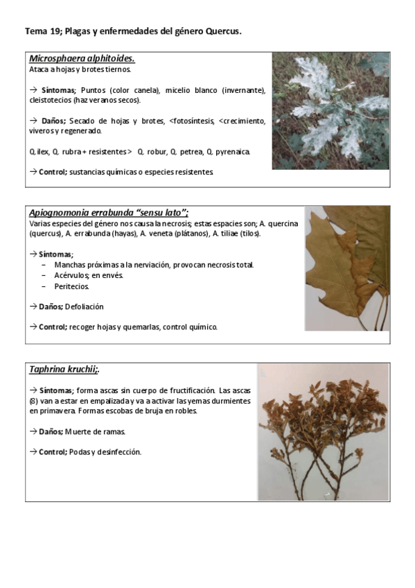 Miniatura del documento Tema-19-Plagas-y-enfermedades-del-genero-quercus.pdf