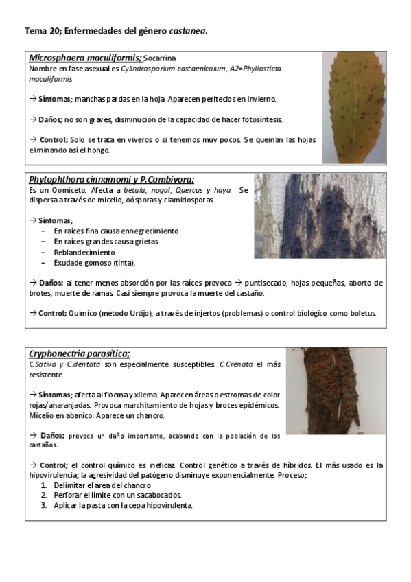 Miniatura del documento Tema-20-21-Enfermedades-del-genero-castanea.pdf