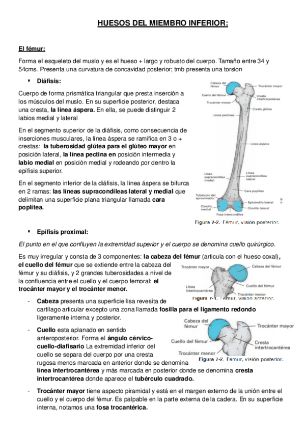 Miniatura del documento HUESOS-DEL-MIEMBRO-INFERIOR.pdf