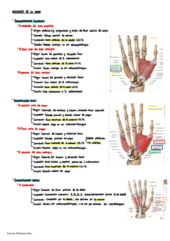 Miniatura del documento Musculos-De-La-Mano-M5-ATI.pdf