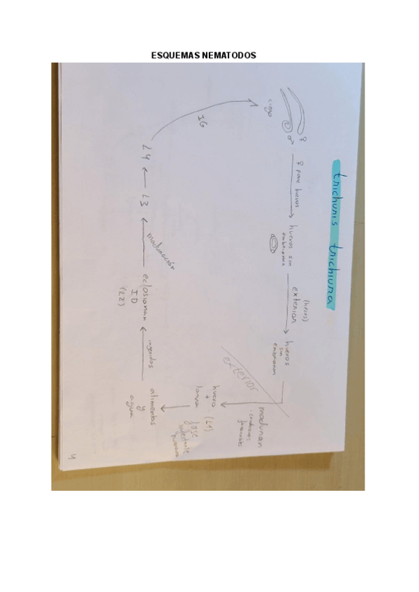 Miniatura del documento ESQUEMAS-NEMATODOS.pdf
