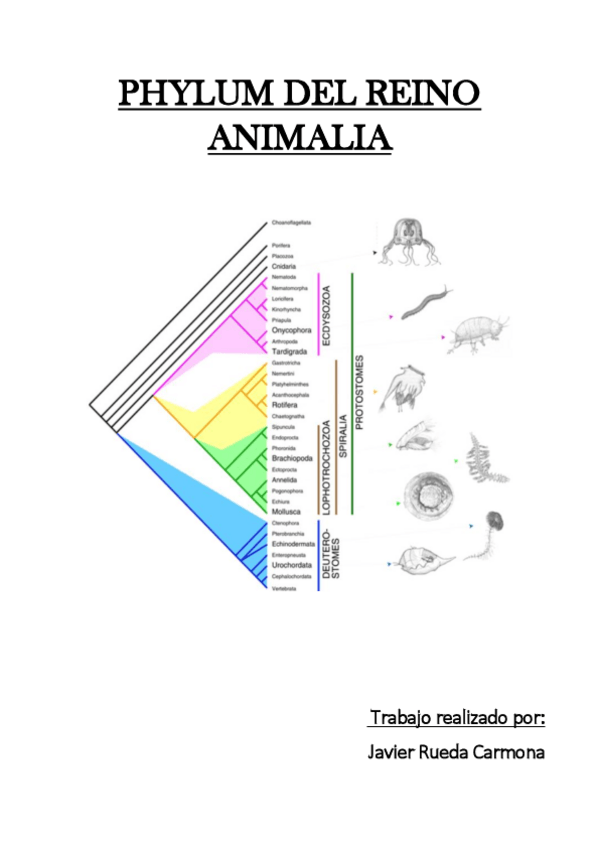 Miniatura del documento PHYLUM DEL REINO ANIMALIA - JAVIER RUEDA CARMONA.pdf
