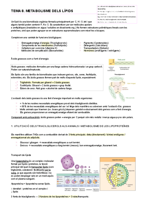 Miniatura del documento Tema-8-Metabolisme-de-Lipids.pdf