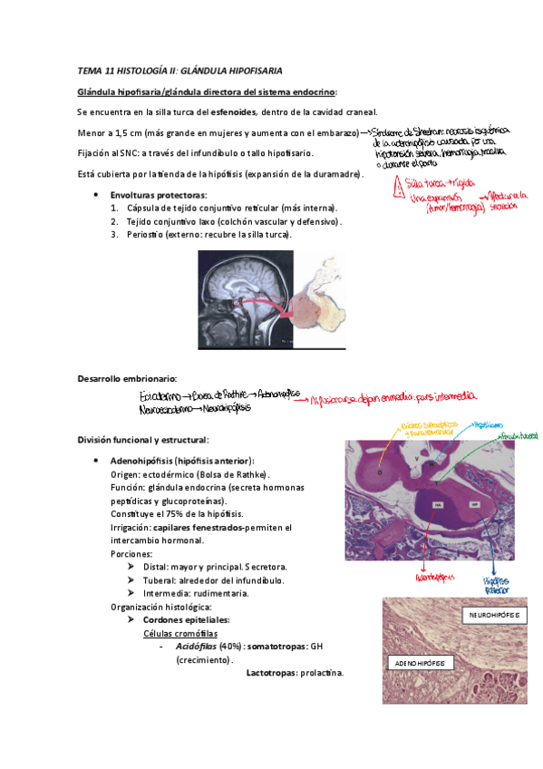 Miniatura del documento apuntes-tema-11.pdf
