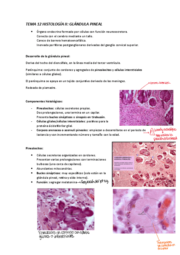 Miniatura del documento apuntes-tema-12.pdf