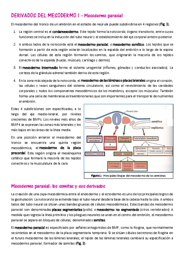 Miniatura del documento Derivados del mesodermo I - Mesodermo paraxial (m).pdf