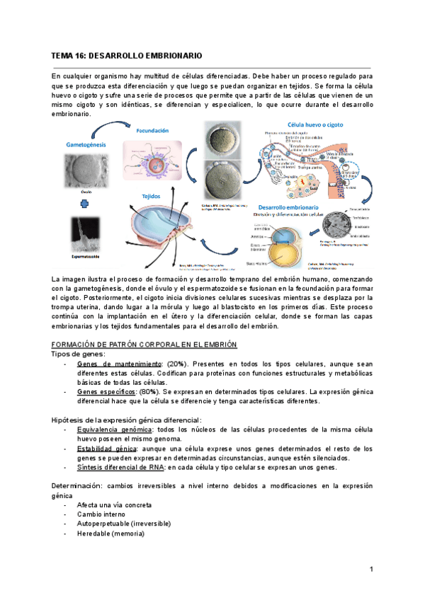 Miniatura del documento TEMA-16-DESARROLLO-EMBRIONARIO.pdf