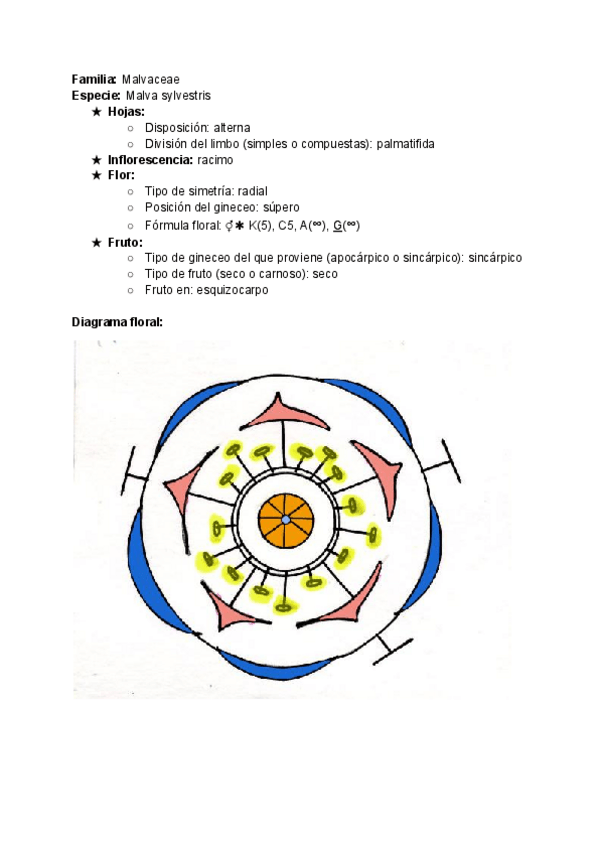 Miniatura del documento Informacion-Plantas-Herbario.pdf