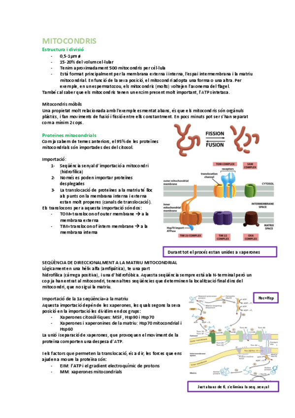 Miniatura del documento Resum 2n parcial.pdf