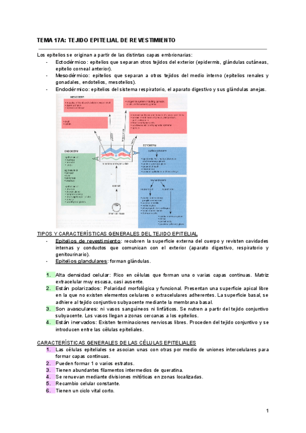 Miniatura del documento TEMA-17A-TEJIDO-EPITELIAL-DE-REVESTIMIENTO.pdf