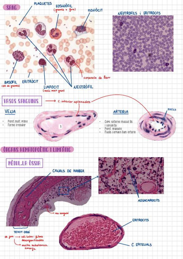 Miniatura del documento PREPARACIONS-HISTO-ANIMAL-PRACTIQUES.pdf