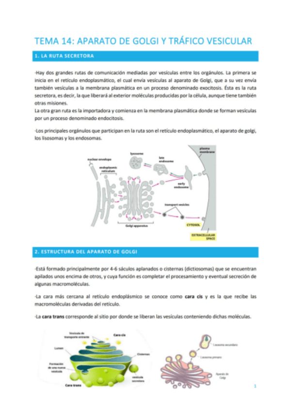 Miniatura del documento TEMA-14-APARATO-DE-GOLGI-Y-TRAFICO-VESICULAR.pdf
