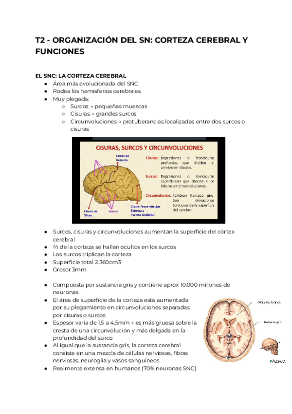 Miniatura del documento TT2-ORGANIZACION-DEL-SN-CORTEZA-CEREBRAL-Y-FUNCIONES.pdf