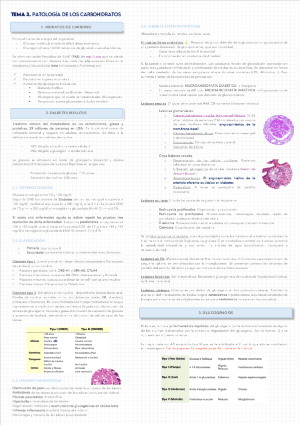 Miniatura del documento t3-carbohidratos.pdf