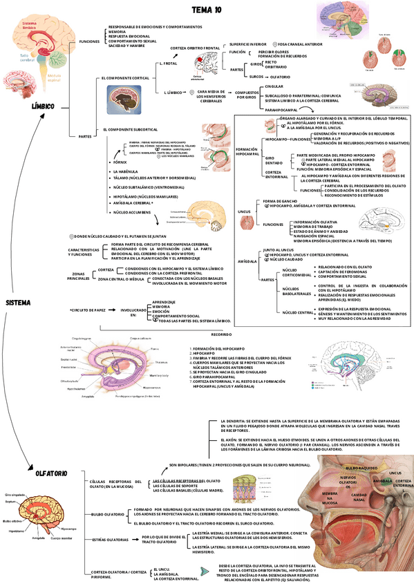 Miniatura del documento TEMA-10.-SISTEMA-LIMBICO-Y-OLFATORIO.pdf