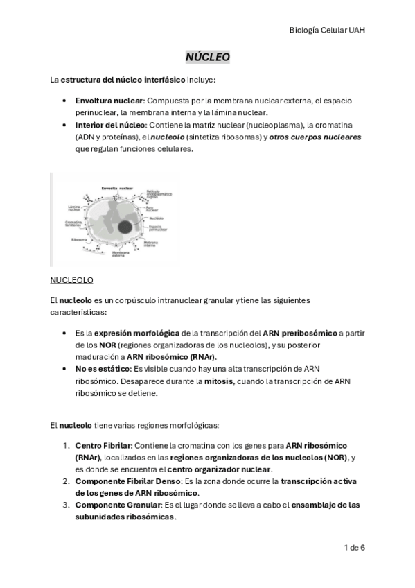 Miniatura del documento BIO-CELULAR-NUCLEO-2.pdf