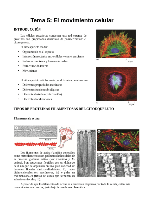 Miniatura del documento TEMA 5.pdf