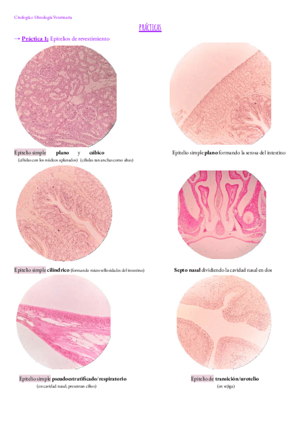 Miniatura del documento Practicas.-Cit.e.His.Vet.pdf